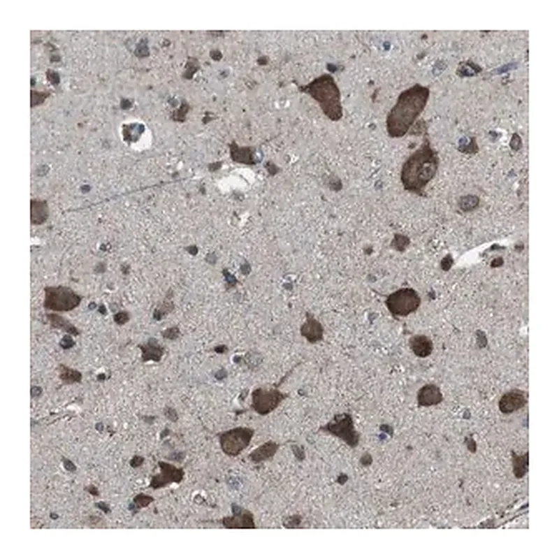 Merck Anti-GDF10 antibody produced in rabbit