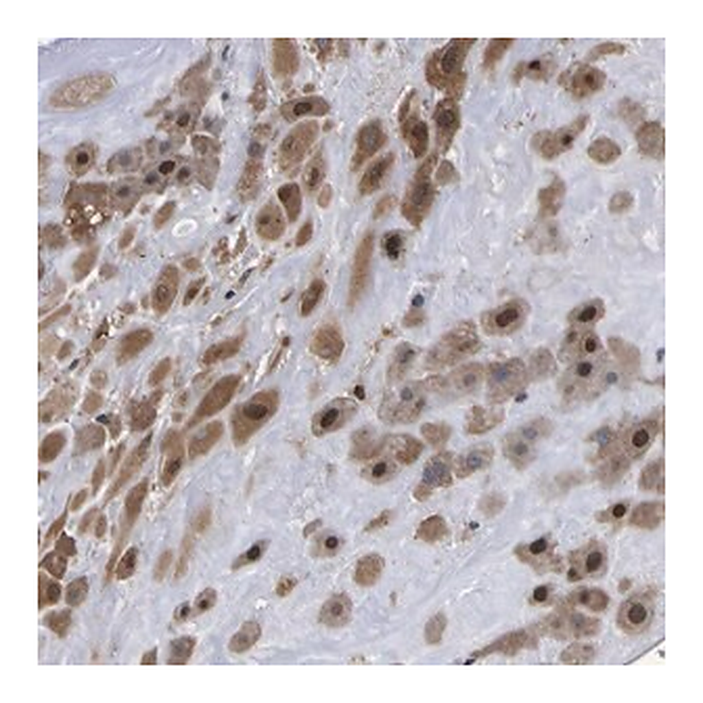 Merck Anti-FAM110B antibody produced in rabbit