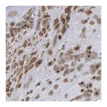 Merck Anti-FAM110B antibody produced in rabbit