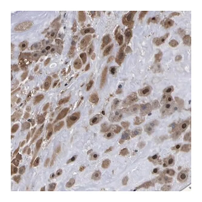 Merck Anti-FAM110B antibody produced in rabbit