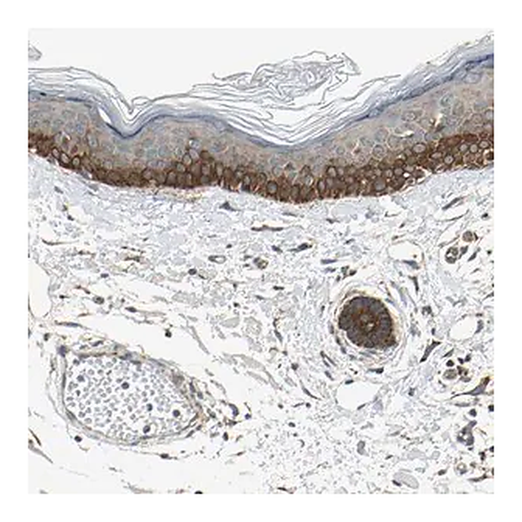 Merck Anti-EPHB3 antibody produced in rabbit