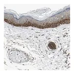 Merck Anti-EPHB3 antibody produced in rabbit