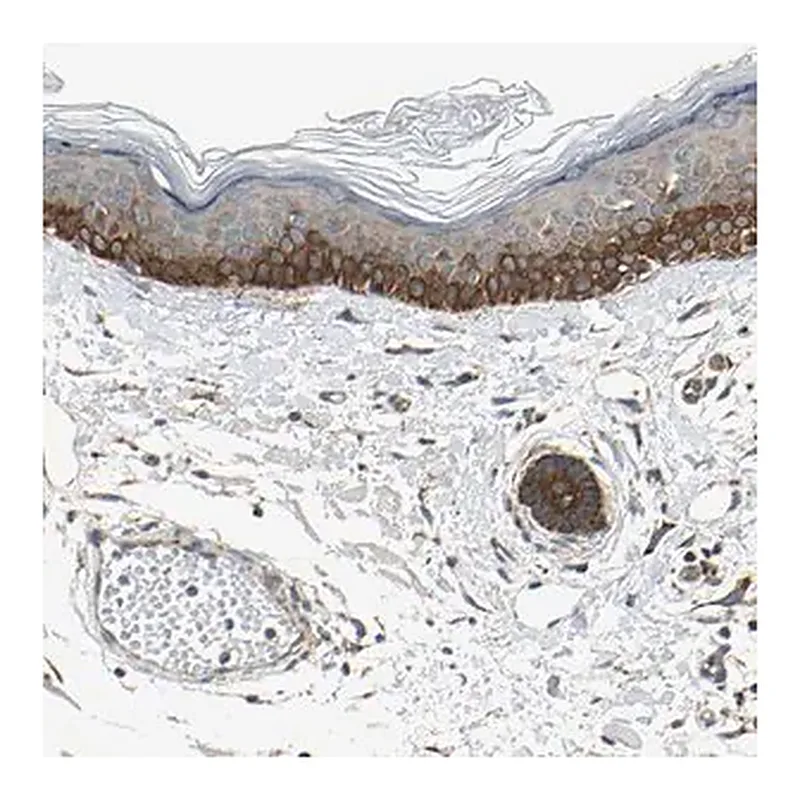 Merck Anti-EPHB3 antibody produced in rabbit