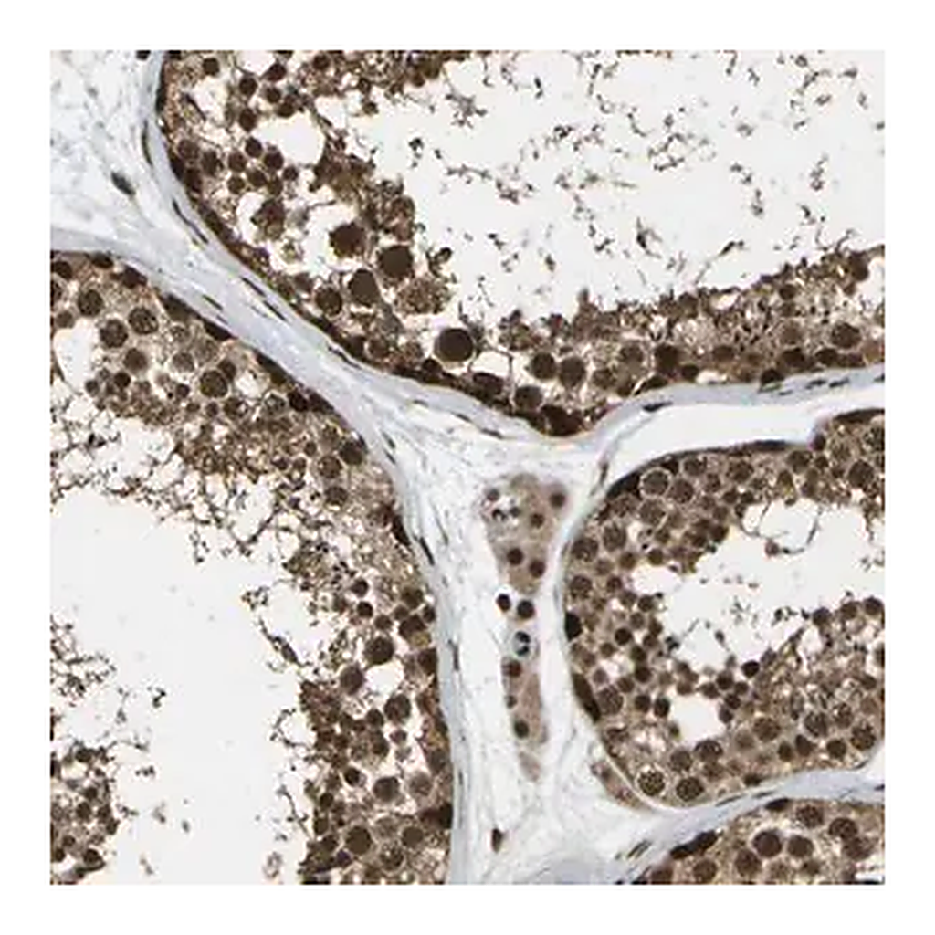 Merck Anti-GANC antibody produced in rabbit