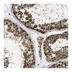 Merck Anti-GANC antibody produced in rabbit