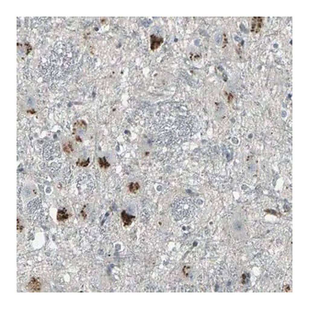 Merck Anti-GPR19 antibody produced in rabbit