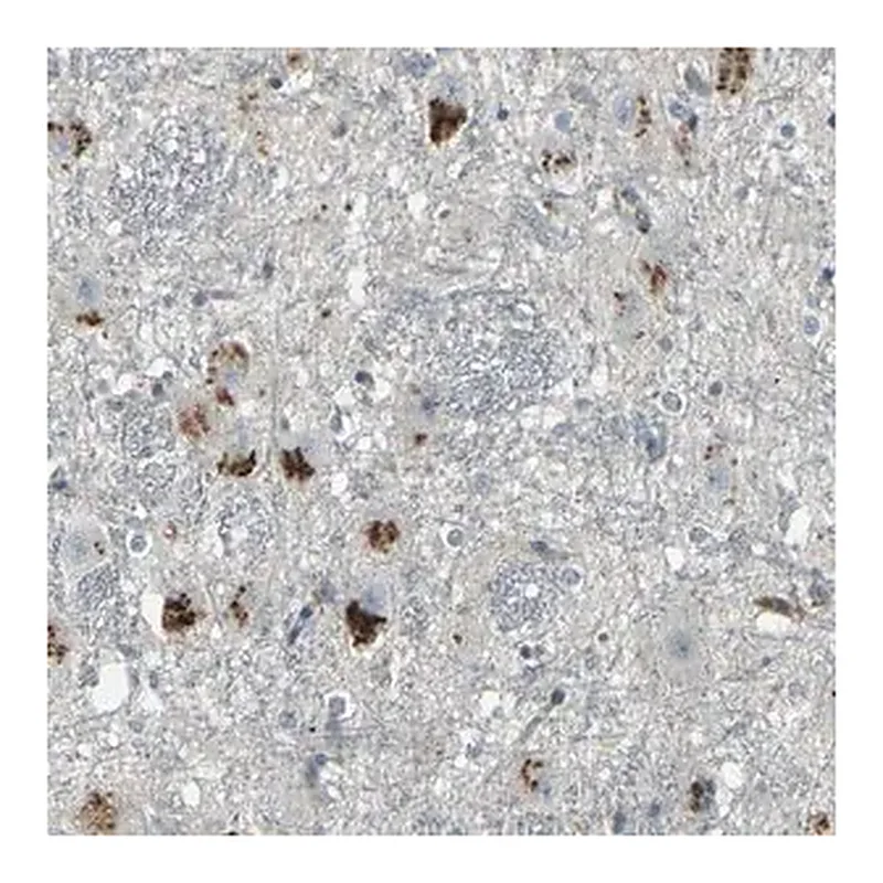 Merck Anti-GPR19 antibody produced in rabbit