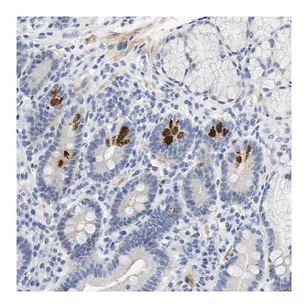 Merck Anti-HRH2 antibody produced in rabbit