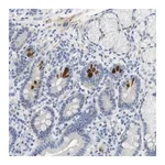 Merck Anti-HRH2 antibody produced in rabbit