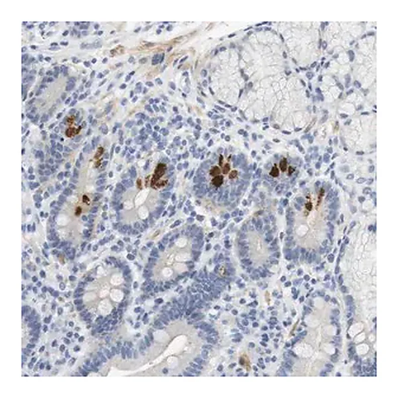 Merck Anti-HRH2 antibody produced in rabbit