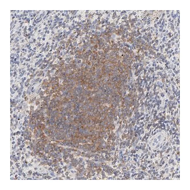 Merck Anti-SEPT6 antibody produced in rabbit