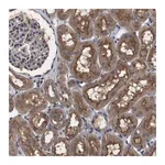 Merck Anti-ARHGAP24 antibody produced in rabbit