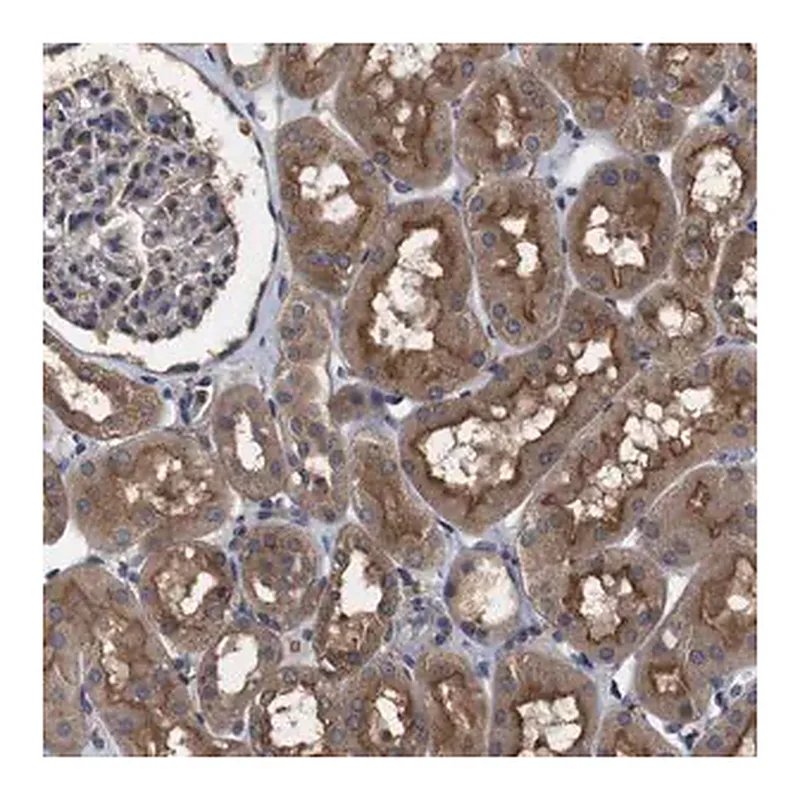Merck Anti-ARHGAP24 antibody produced in rabbit