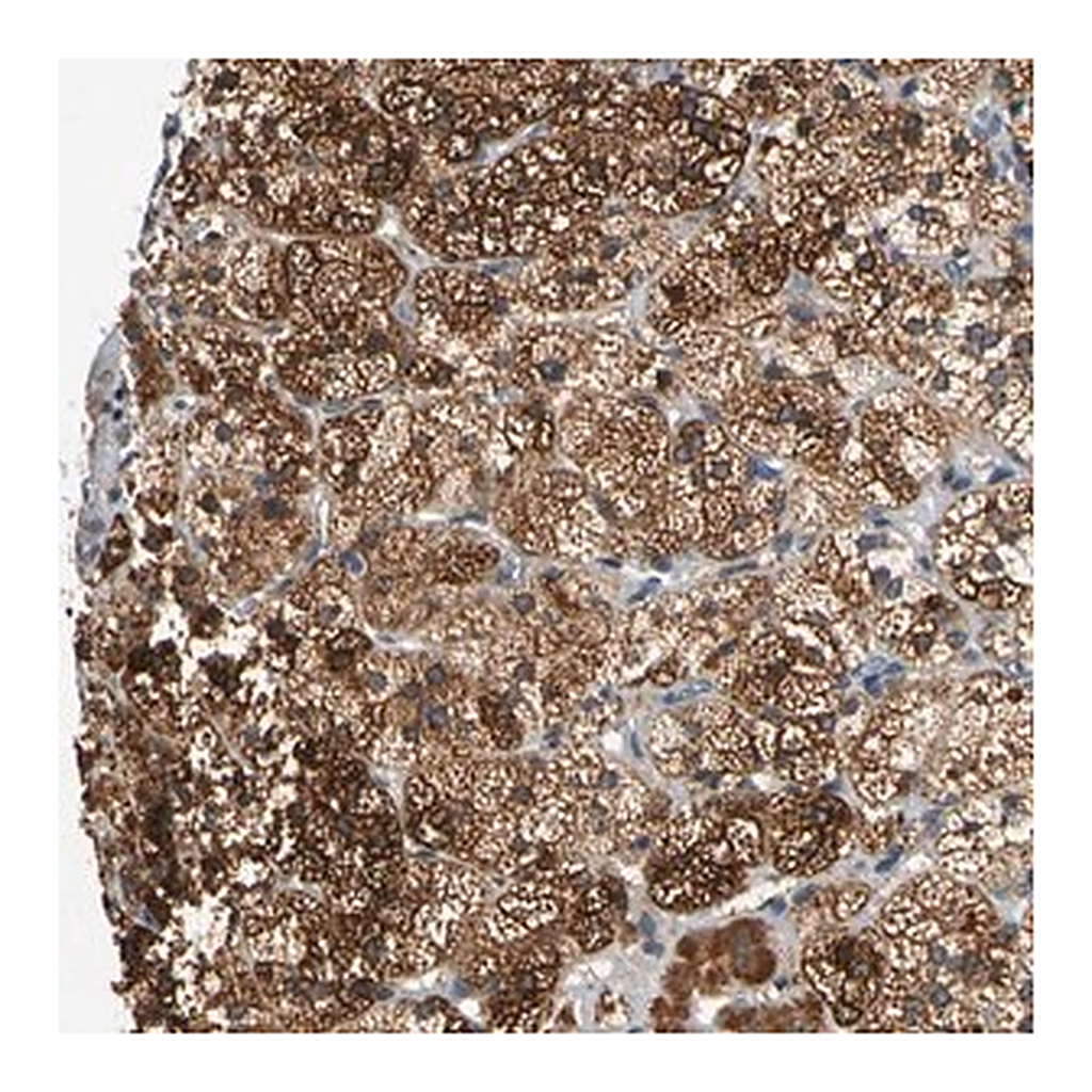 Merck Anti-CNST antibody produced in rabbit