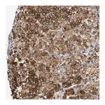 Merck Anti-CNST antibody produced in rabbit