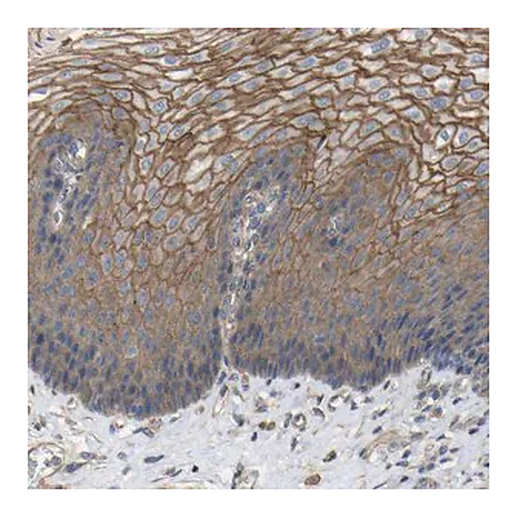 Merck Anti-TNFSF15 antibody produced in rabbit