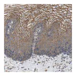 Merck Anti-TNFSF15 antibody produced in rabbit