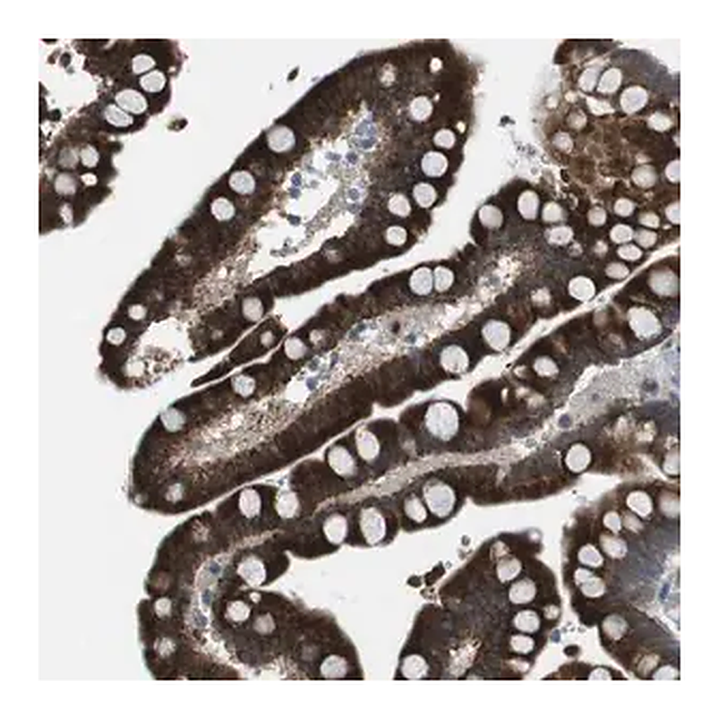 Merck Anti-FZD10 antibody produced in rabbit