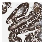 Merck Anti-FZD10 antibody produced in rabbit
