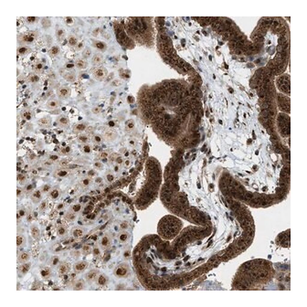 Merck Anti-CCDC186 antibody produced in rabbit