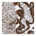 Merck Anti-CCDC186 antibody produced in rabbit