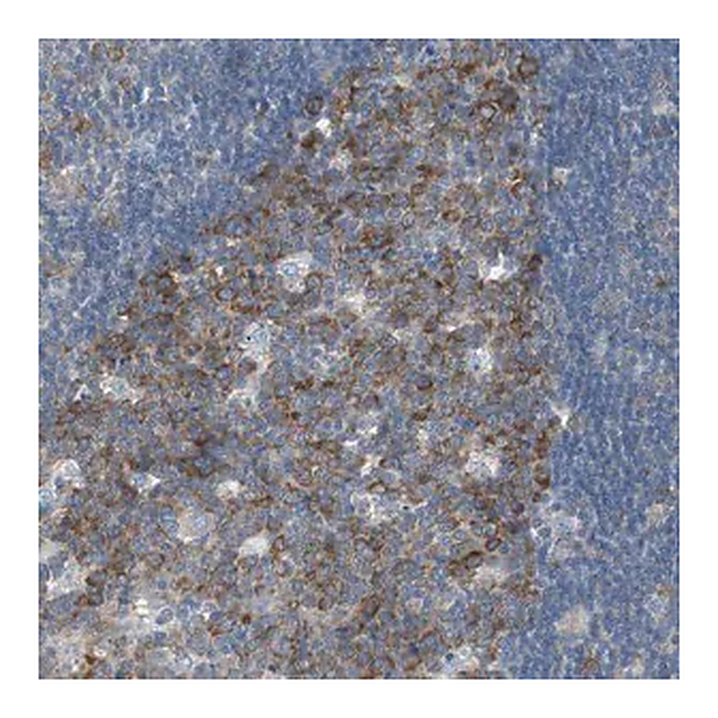 Merck Anti-RPS12 antibody produced in rabbit