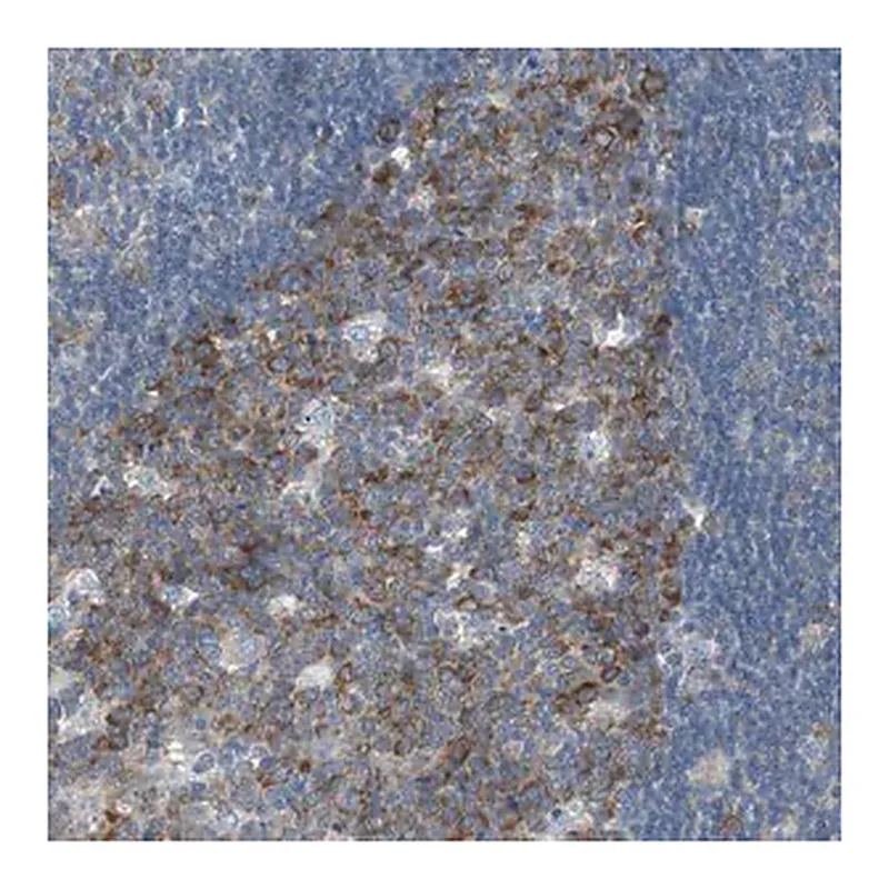 Merck Anti-RPS12 antibody produced in rabbit
