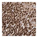 Merck Anti-ASB3 antibody produced in rabbit