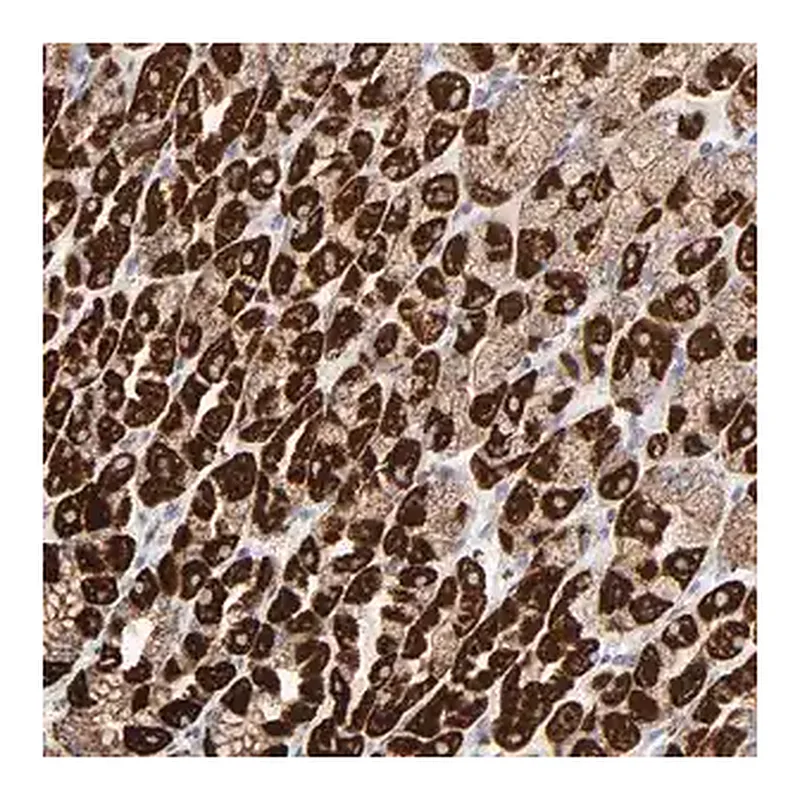 Merck Anti-ASB3 antibody produced in rabbit
