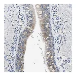Merck Anti-ZDHHC13 antibody produced in rabbit