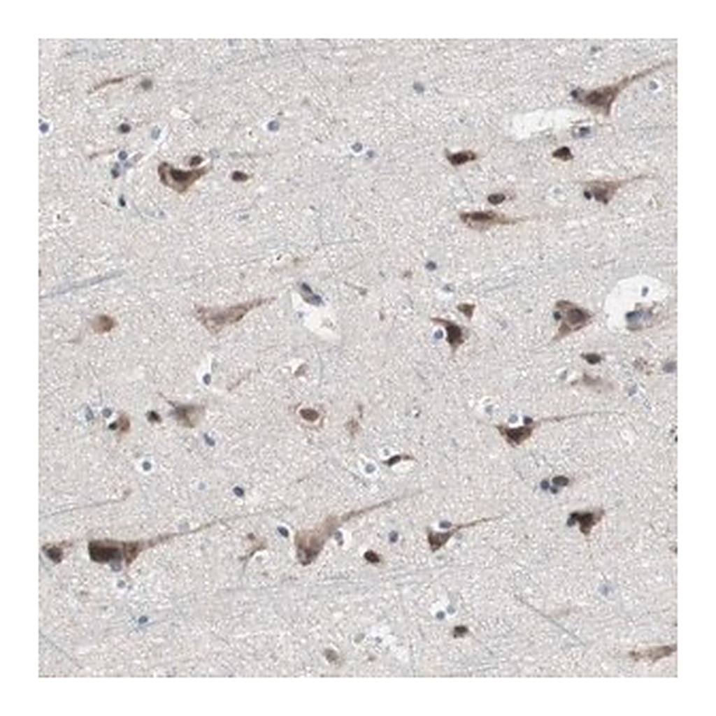 Merck Anti-KANSL1 antibody produced in rabbit