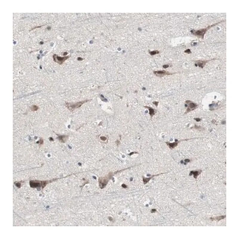 Merck Anti-KANSL1 antibody produced in rabbit