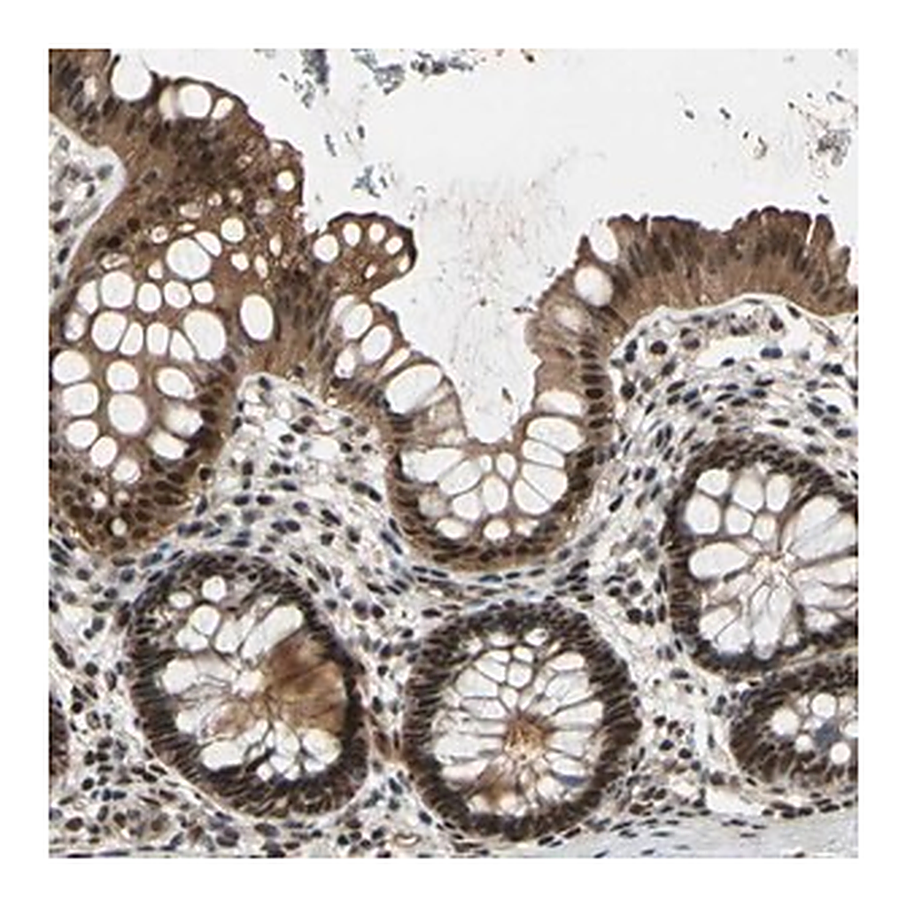 Merck Anti-THAP12 antibody produced in rabbit