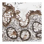 Merck Anti-THAP12 antibody produced in rabbit