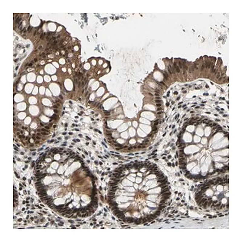 Merck Anti-THAP12 antibody produced in rabbit