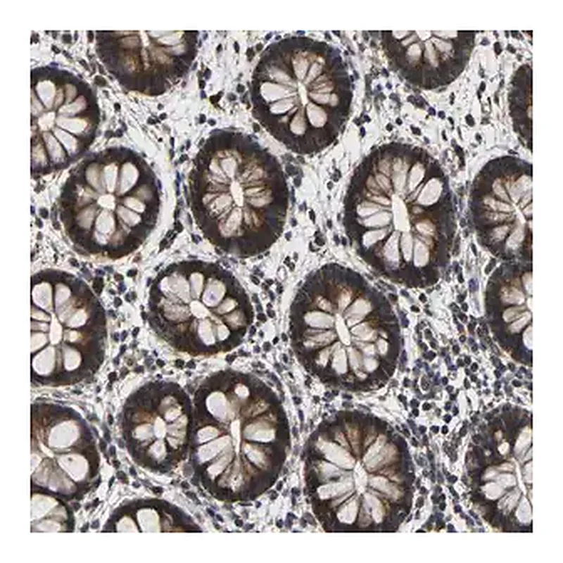 Merck Anti-LPAR5 antibody produced in rabbit