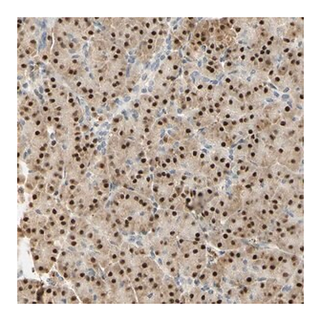 Merck Anti-MAP3K4 antibody produced in rabbit