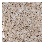 Merck Anti-MAP3K4 antibody produced in rabbit