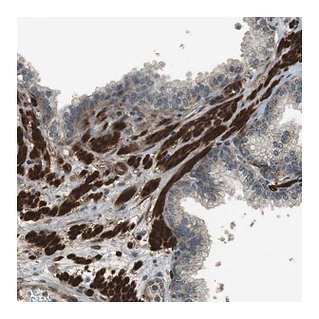 Merck Anti-MSRB3 antibody produced in rabbit