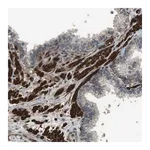 Merck Anti-MSRB3 antibody produced in rabbit