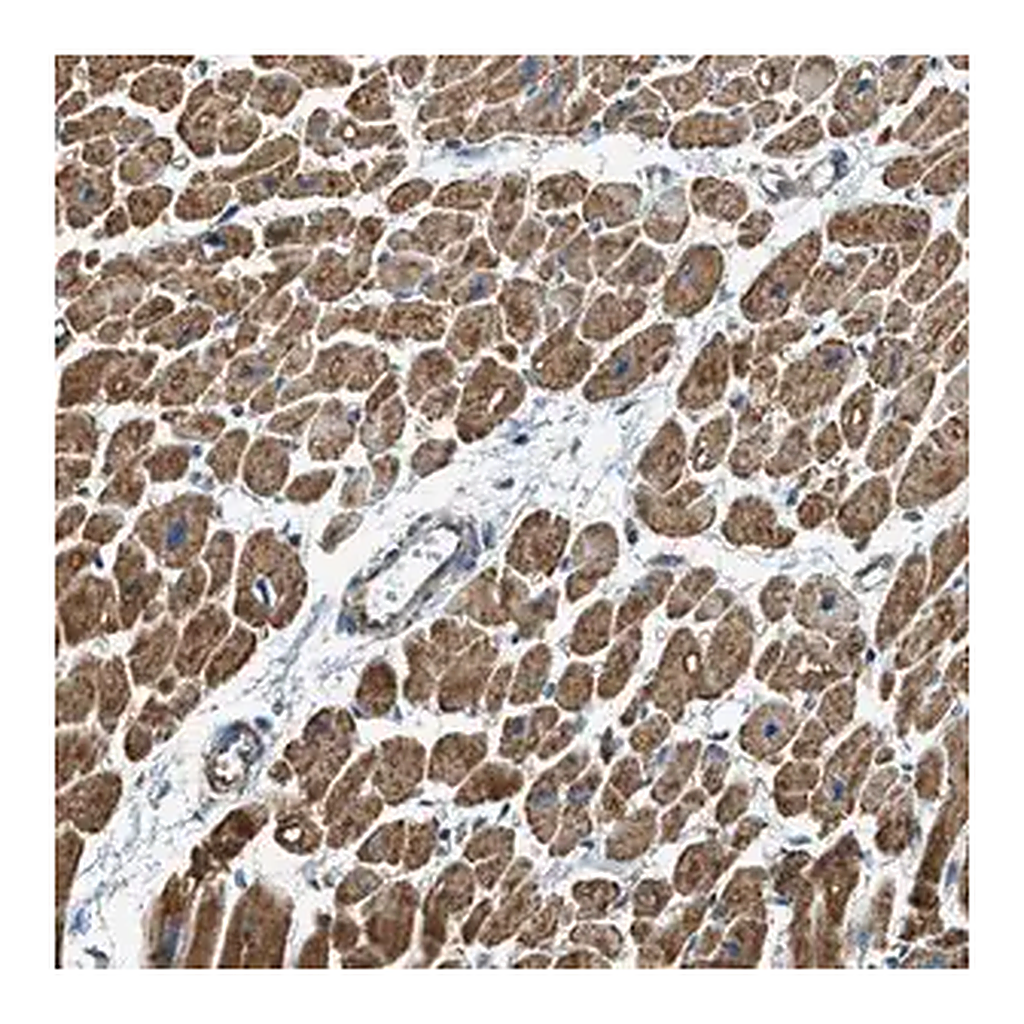 Merck Anti-CHST15 antibody produced in rabbit