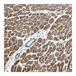 Merck Anti-CHST15 antibody produced in rabbit