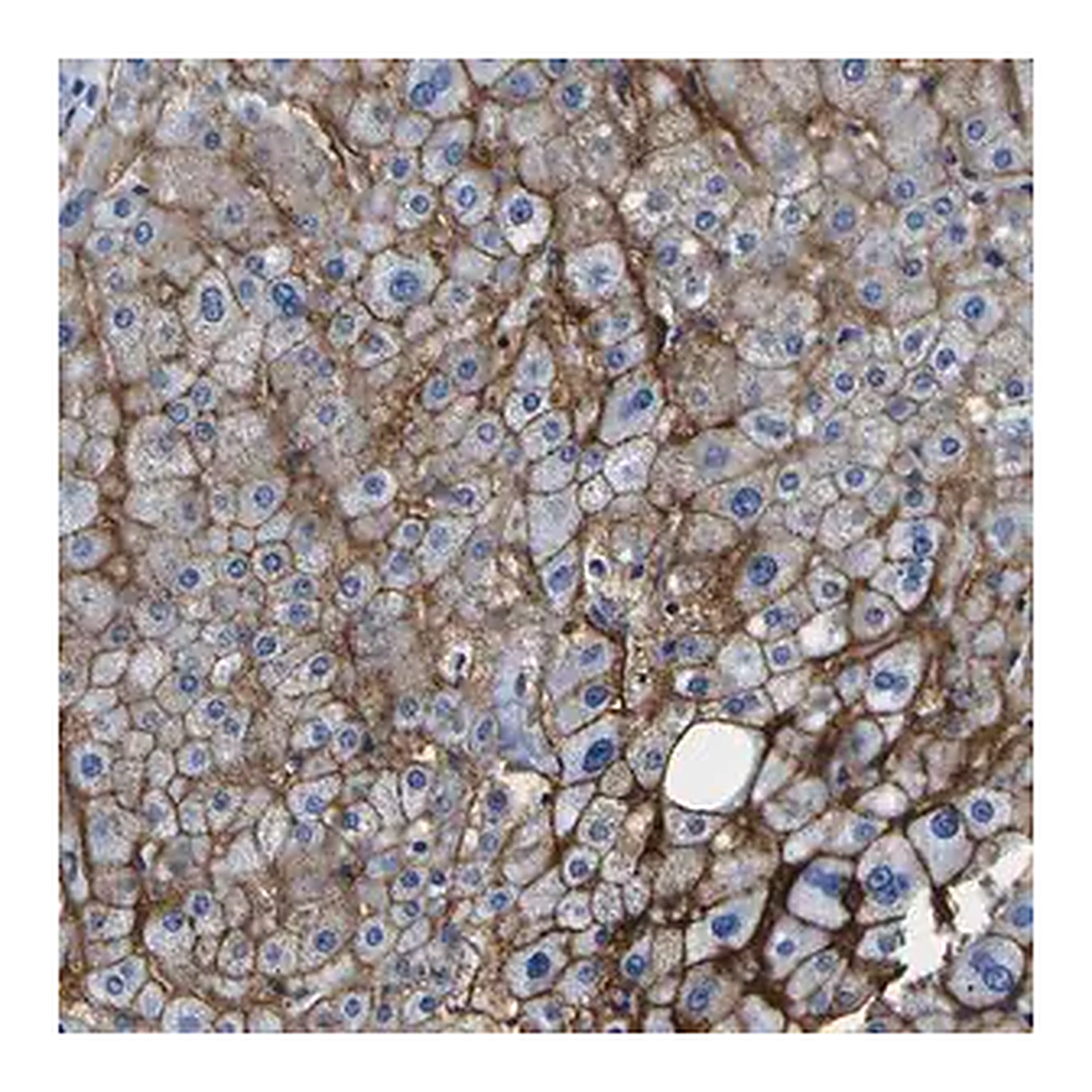 Merck Anti-ADGRA2 antibody produced in rabbit