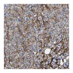Merck Anti-ADGRA2 antibody produced in rabbit