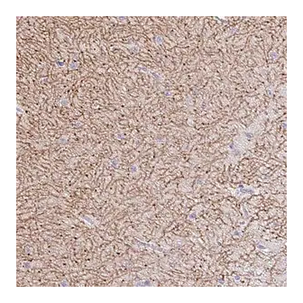 Merck Anti-GABBR2 antibody produced in rabbit