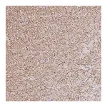 Merck Anti-GABBR2 antibody produced in rabbit