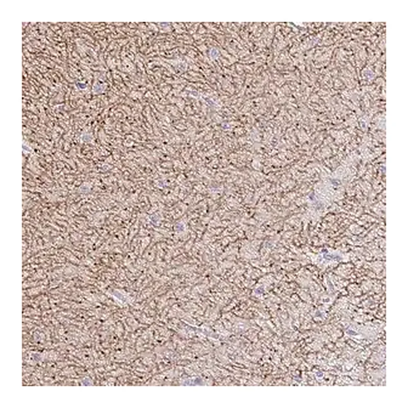 Merck Anti-GABBR2 antibody produced in rabbit