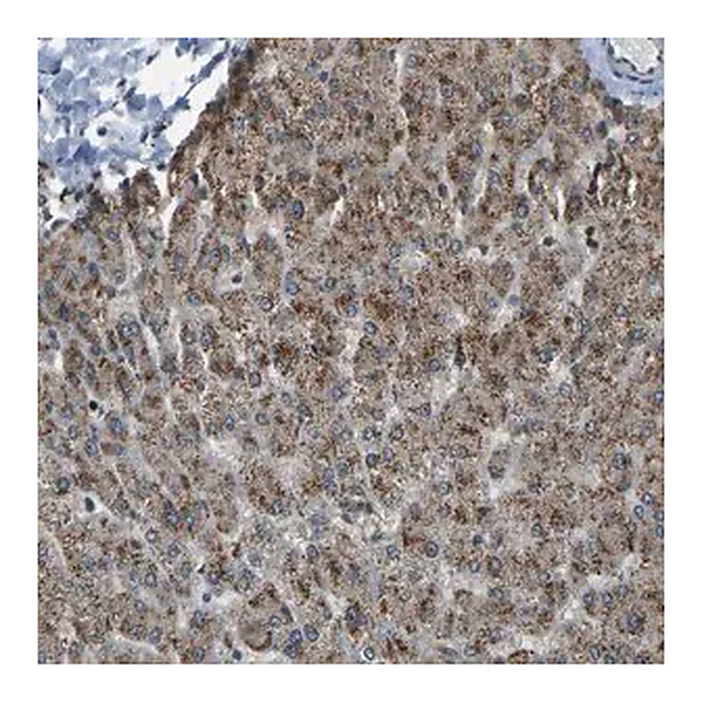 Merck Anti-SVOPL antibody produced in rabbit