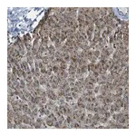 Merck Anti-SVOPL antibody produced in rabbit