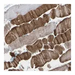Merck Anti-TMCO4 antibody produced in rabbit